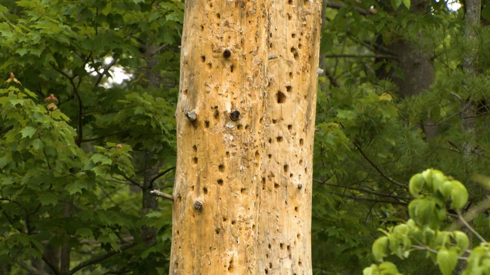 trunk of a dead tree with many holes