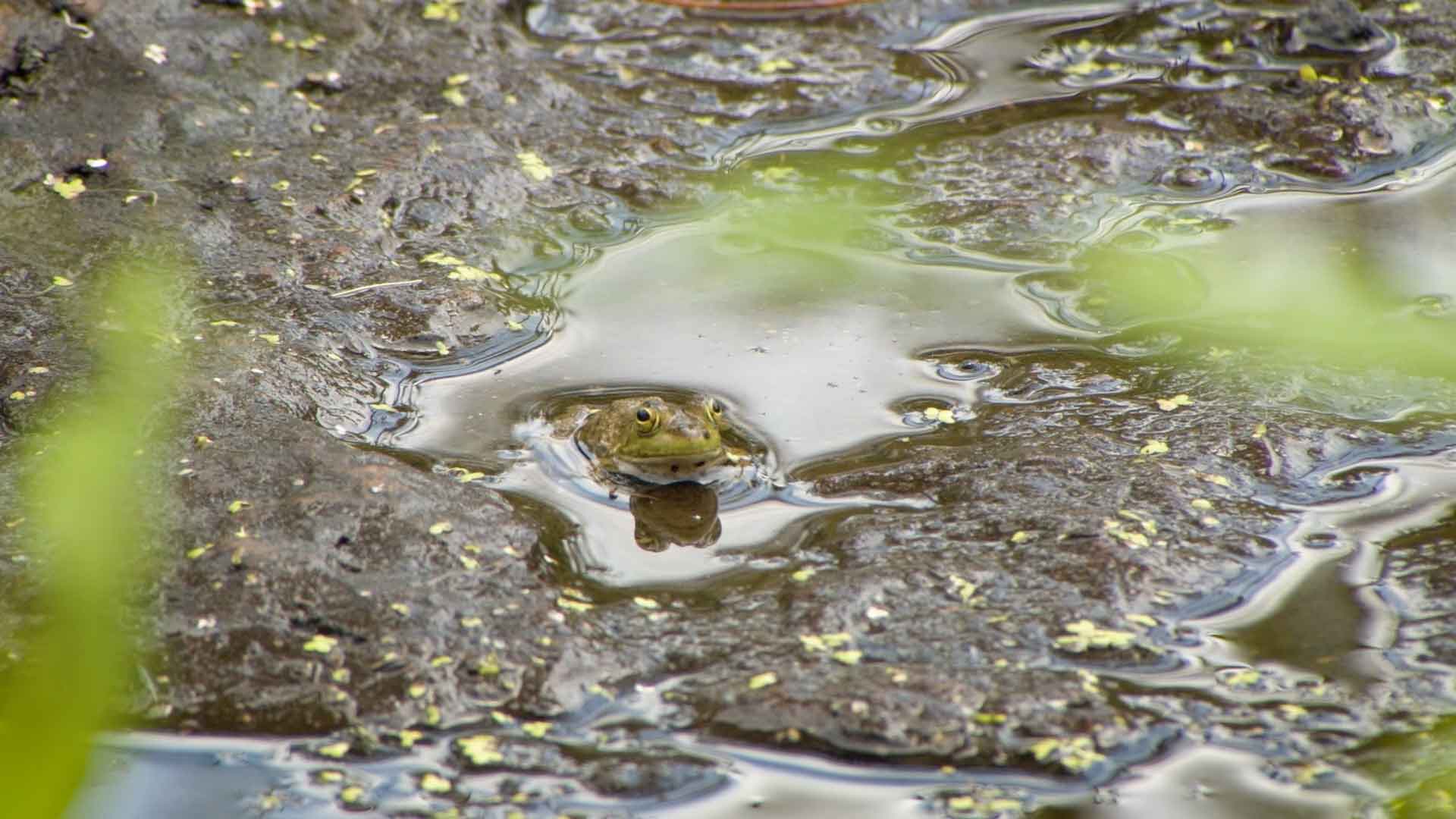 frog in pond