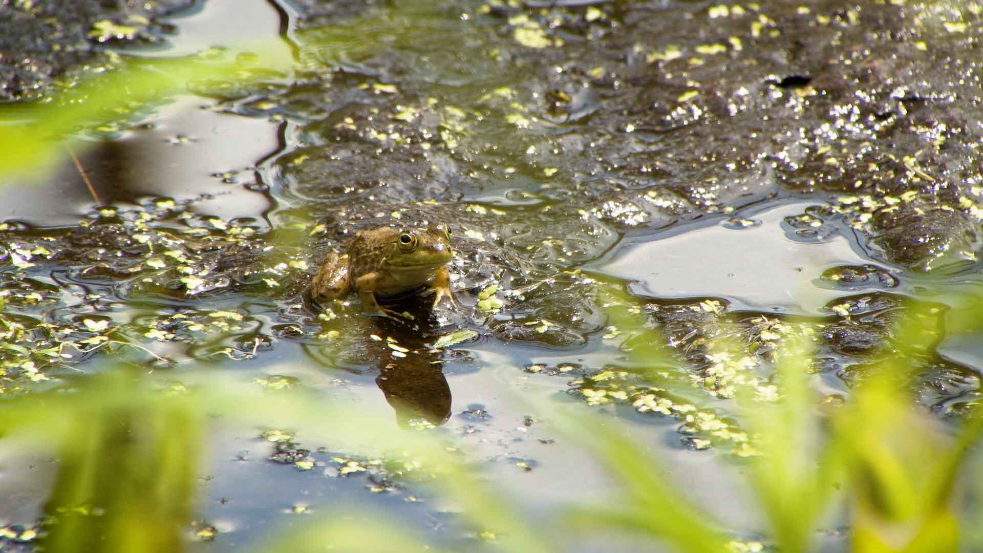 frog in pond