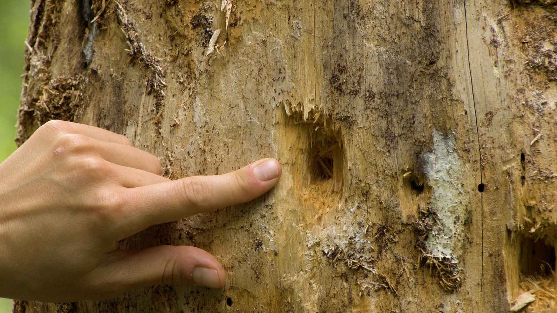 close up of person's finger pointing at larger hole in the trunk of a dead tree