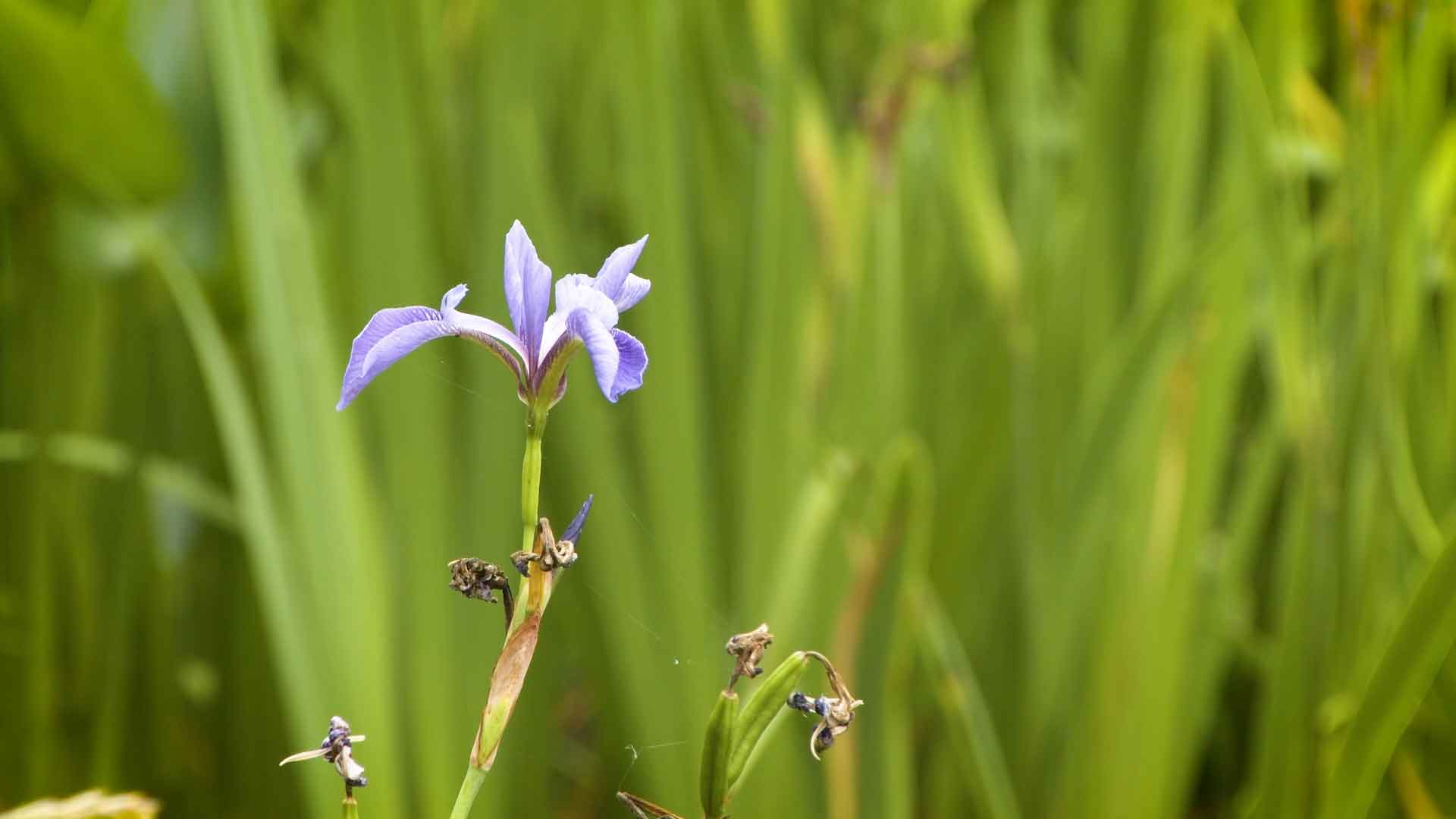 purple flower