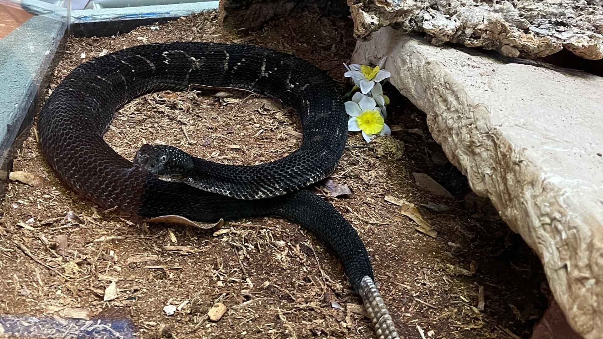 timber rattlesnake