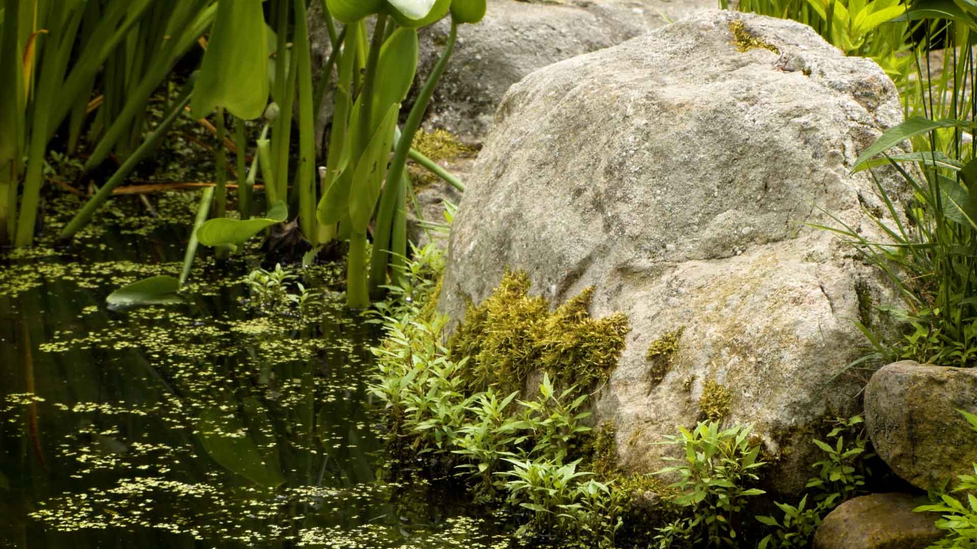 rock in pond