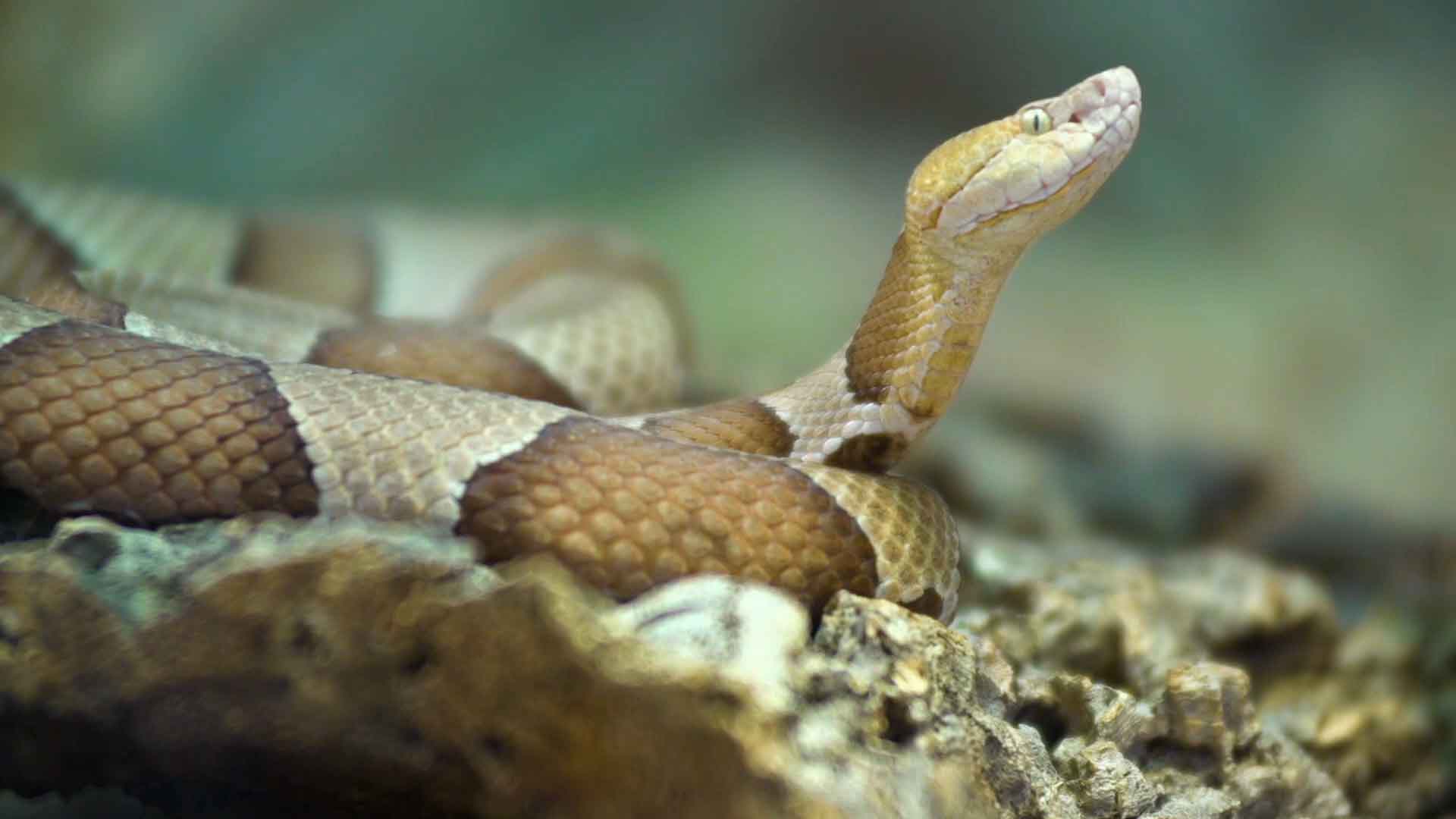 Copperhead snake