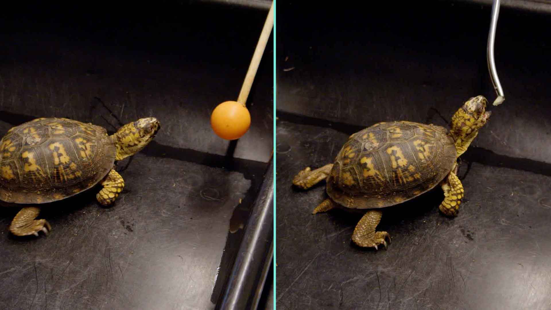 a turtle looking at orange ball on stick followed by turtle eating food off of stick