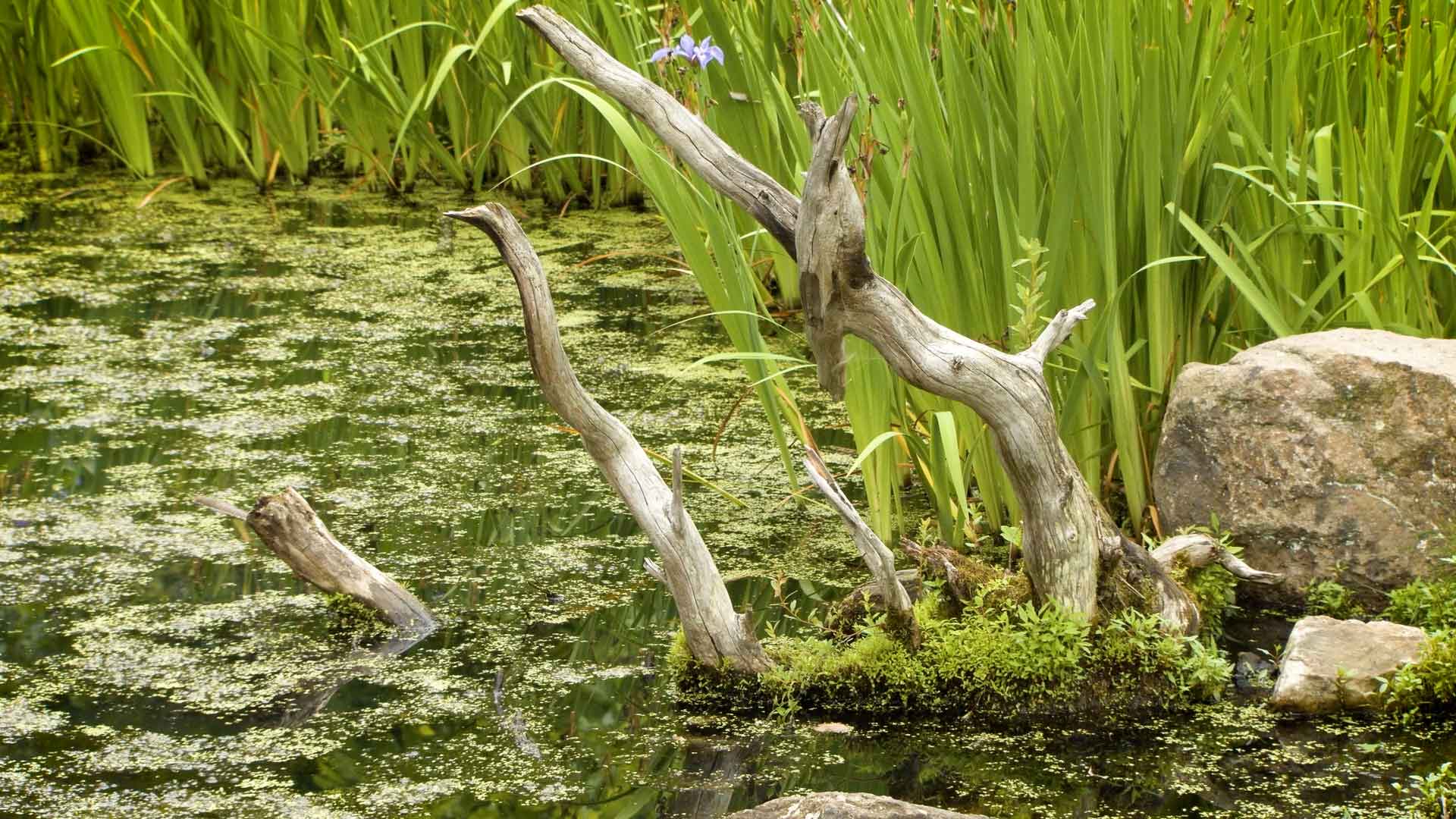 tree trunk sticking out of pond