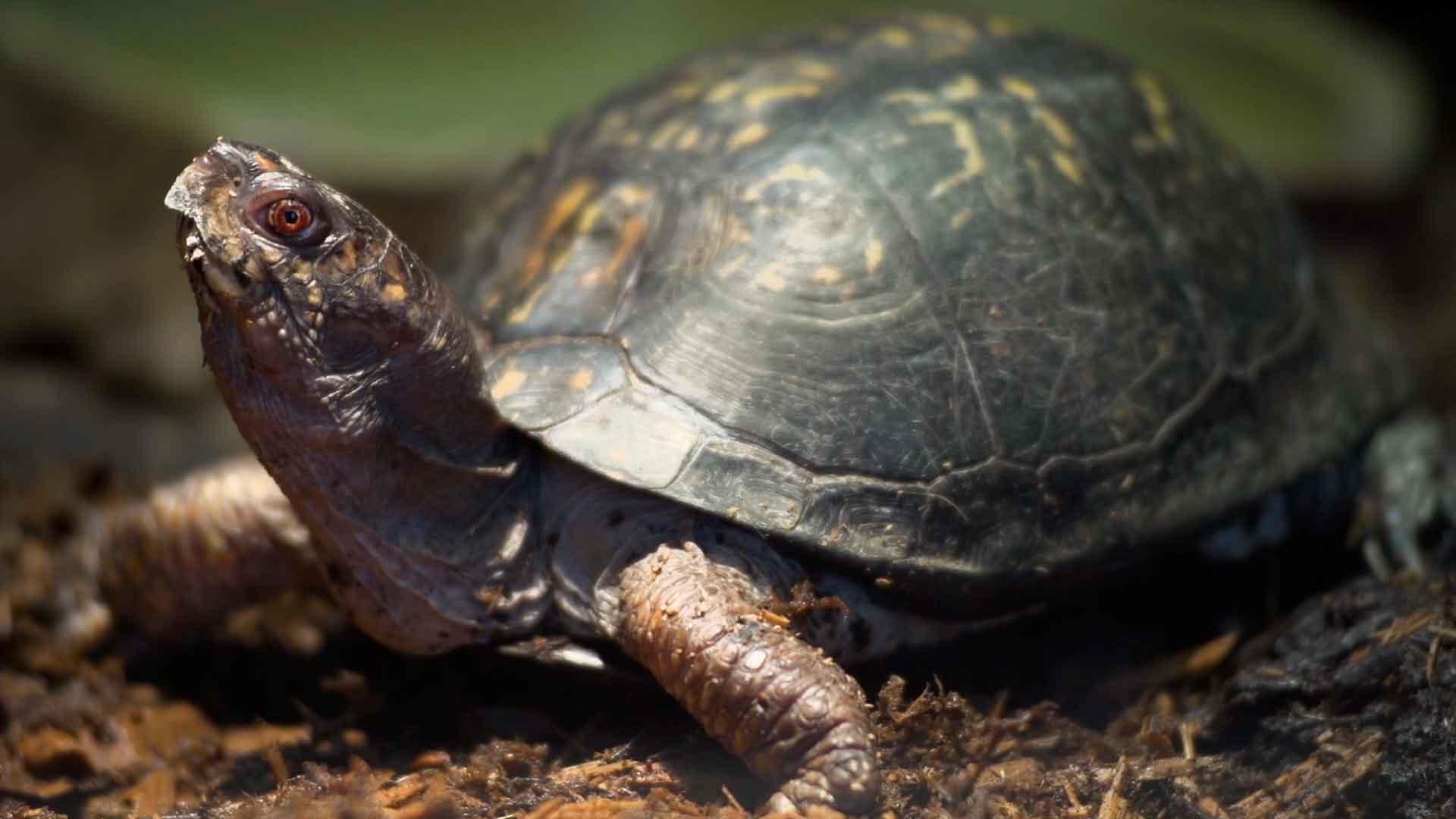 Eastern Box Turtle