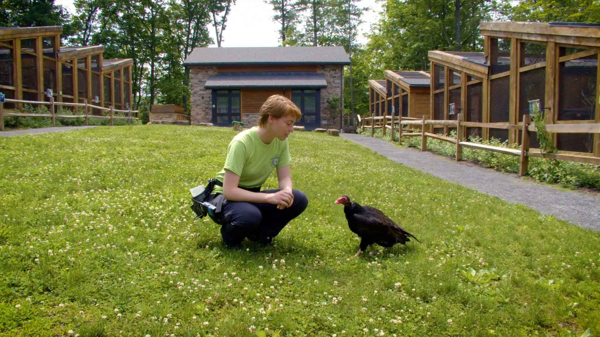 a raptor specialist crouching on the ground next to a turkey buzzard