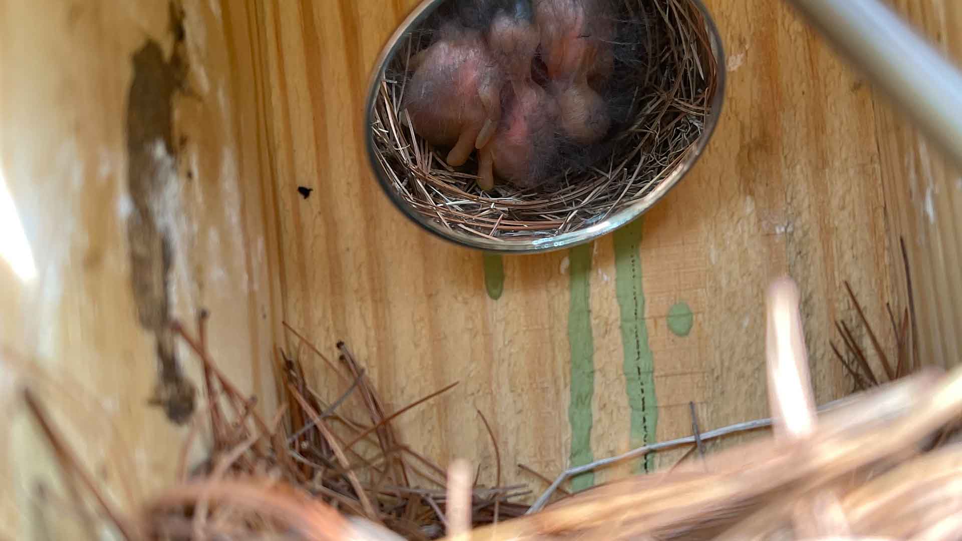 view of the reflection in a round mirror of a nest of  baby birds inside a birdhouse 