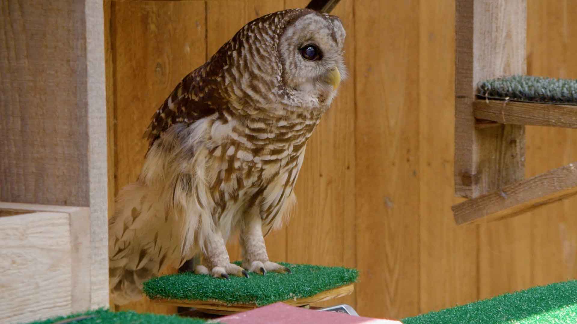 barred owl on scale