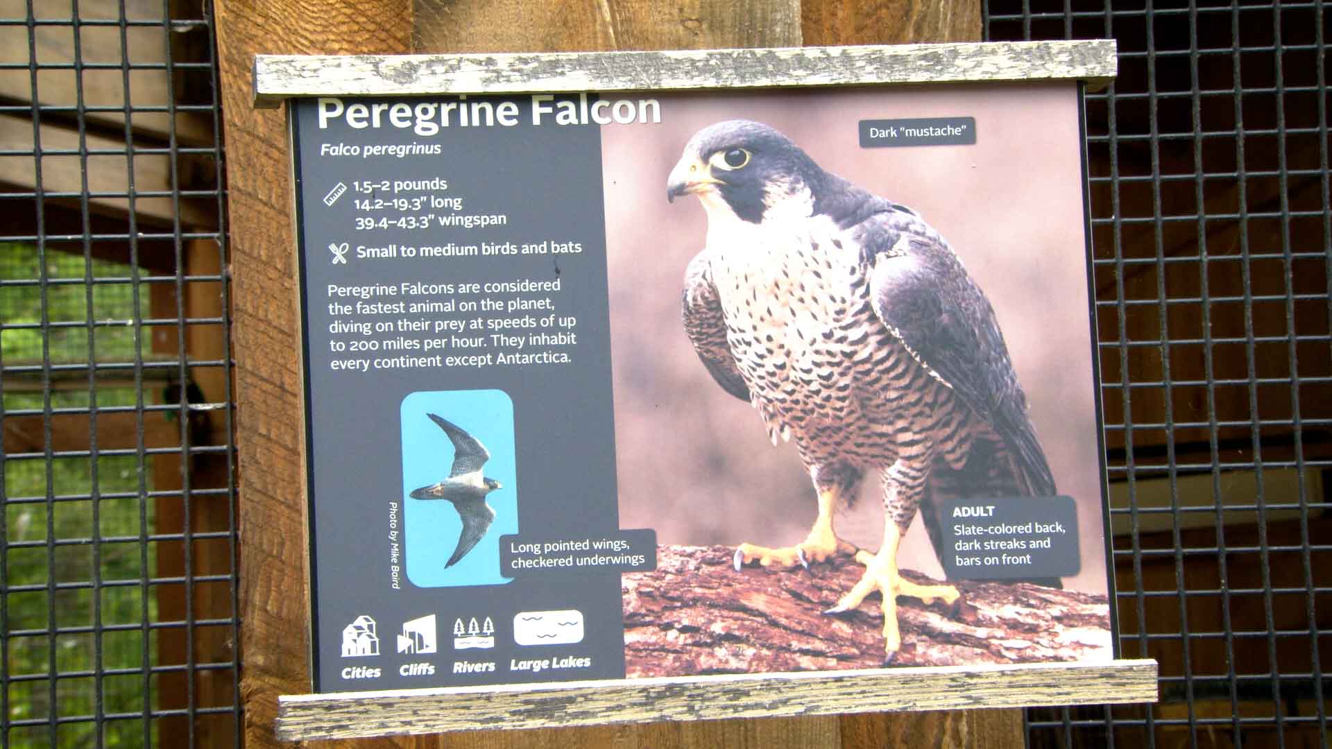 picture of a sign from the cage of a peregrine falcon