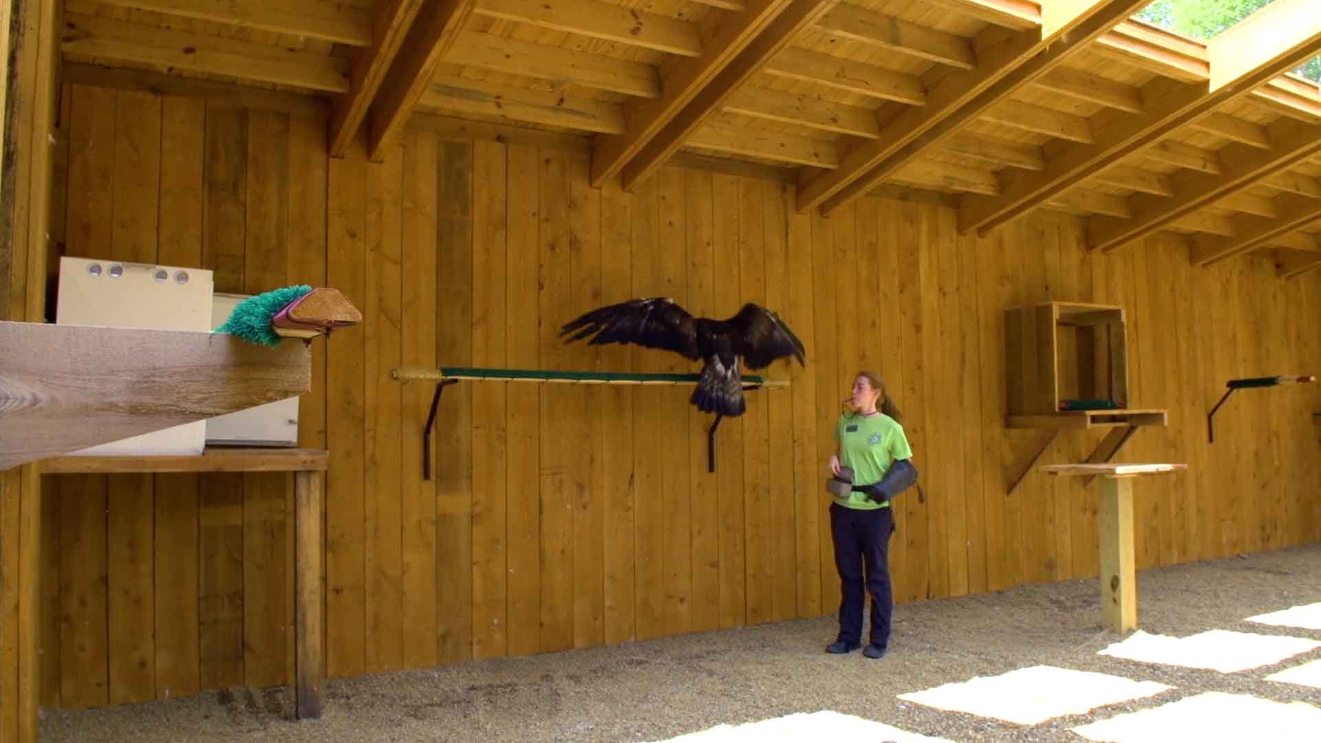 a raptor expert training a hawk