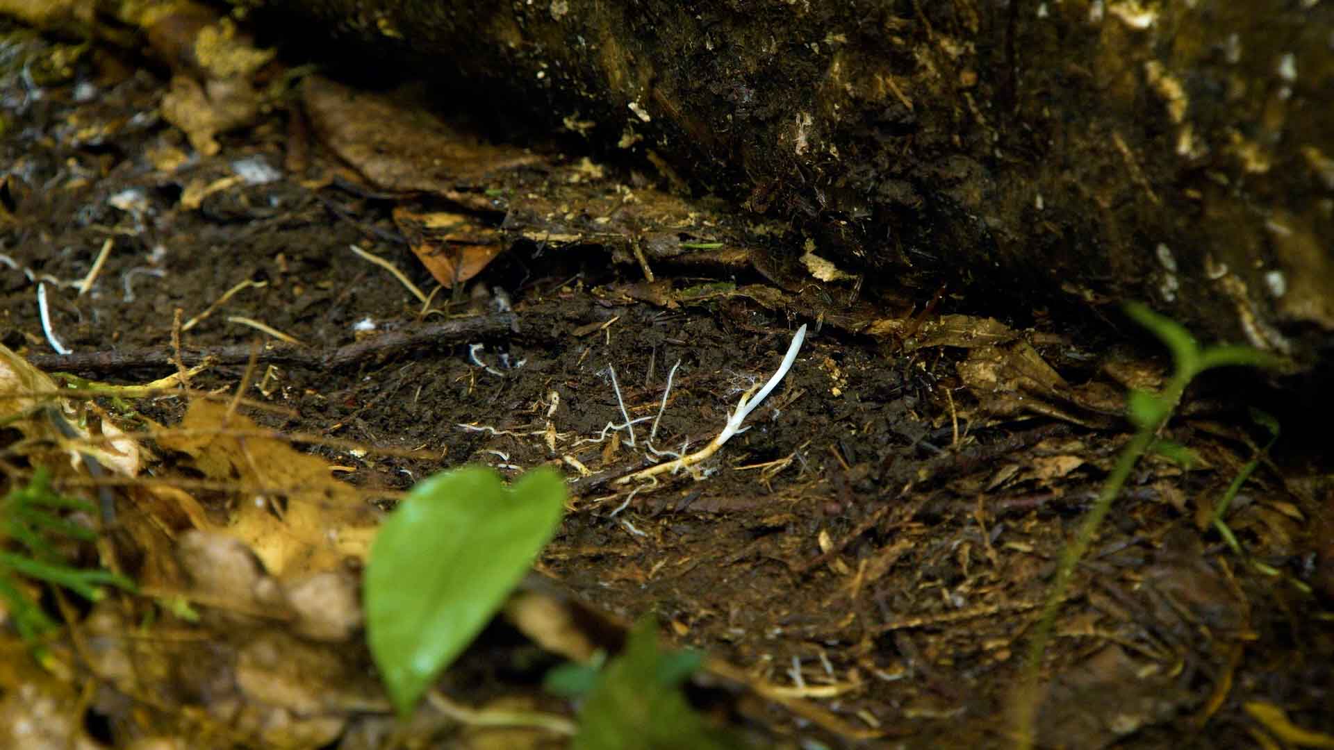 white strands of mycelium in damp dirt