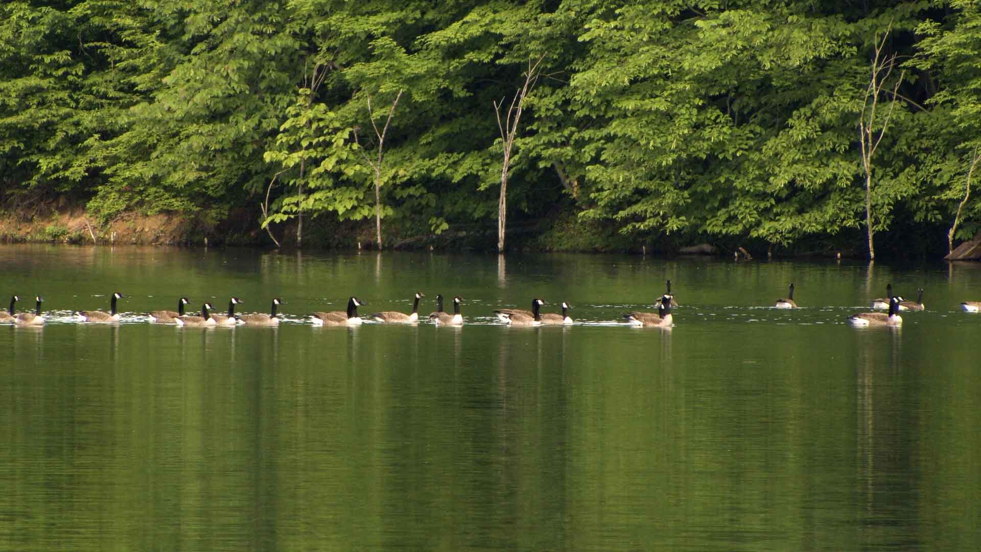 flock of geese swimming in lake