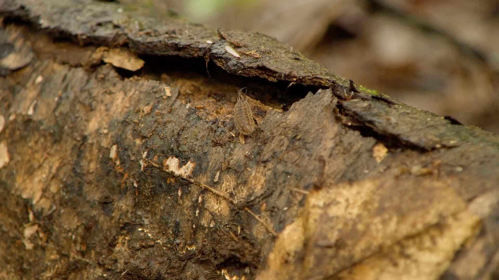 insect on a log