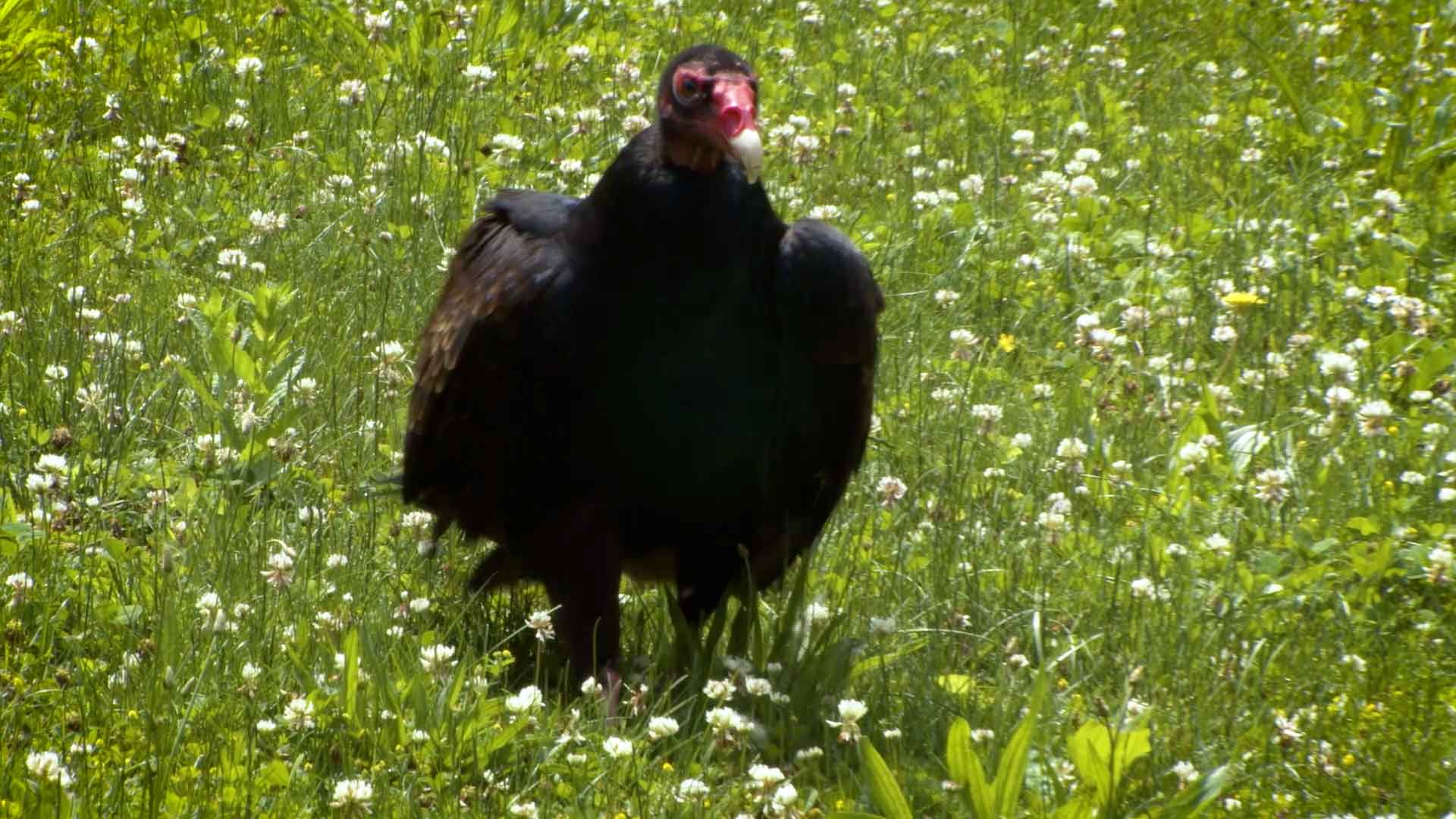 Turkey Buzzard walking in grass