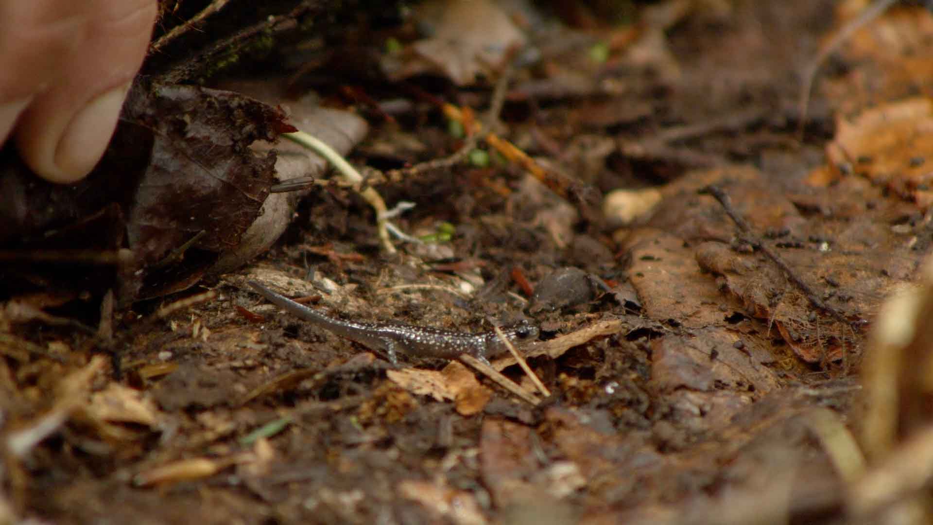 a brown salamander in damp ground