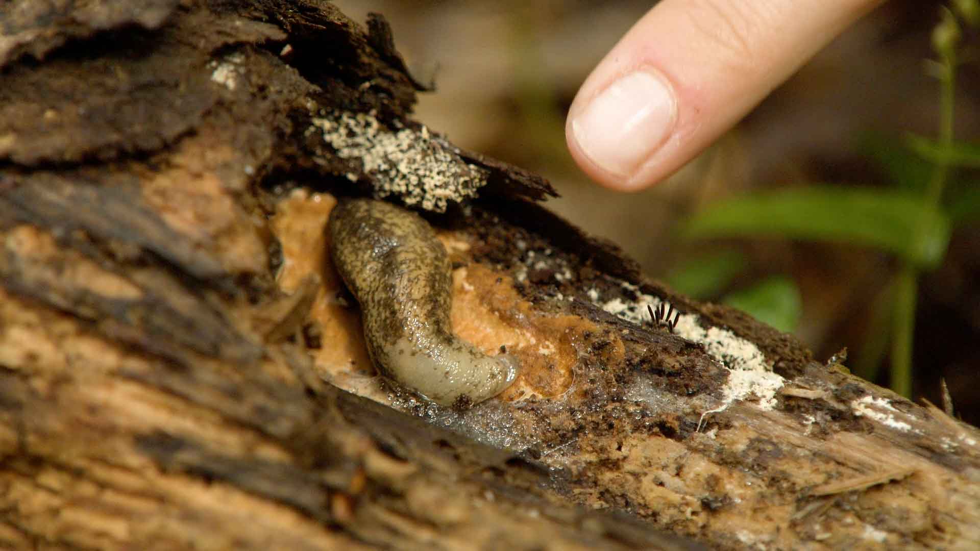 slug attached to a log