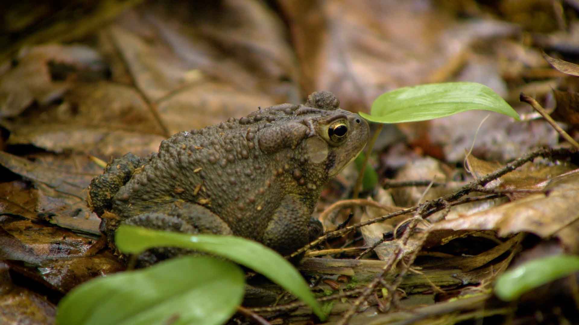 side view of an eastern American toad