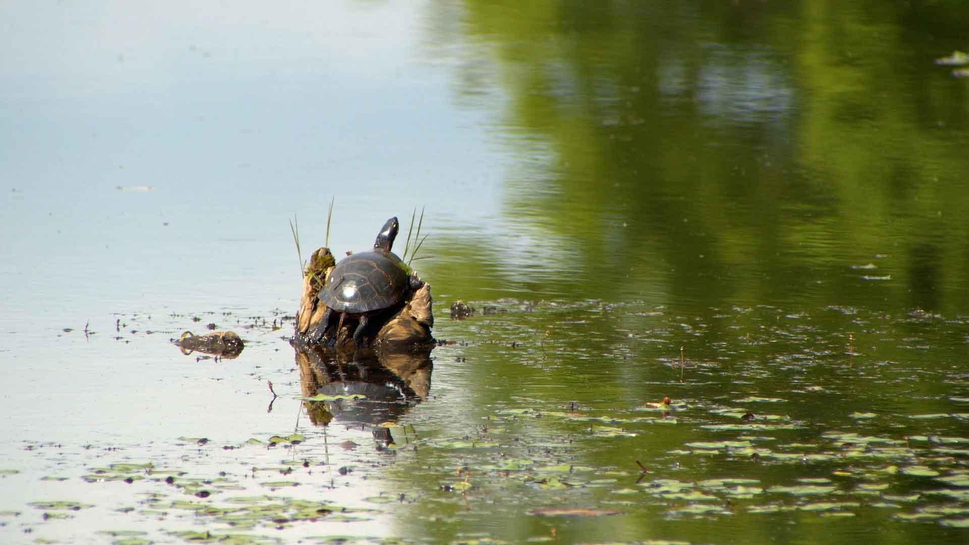 turtle in the lake