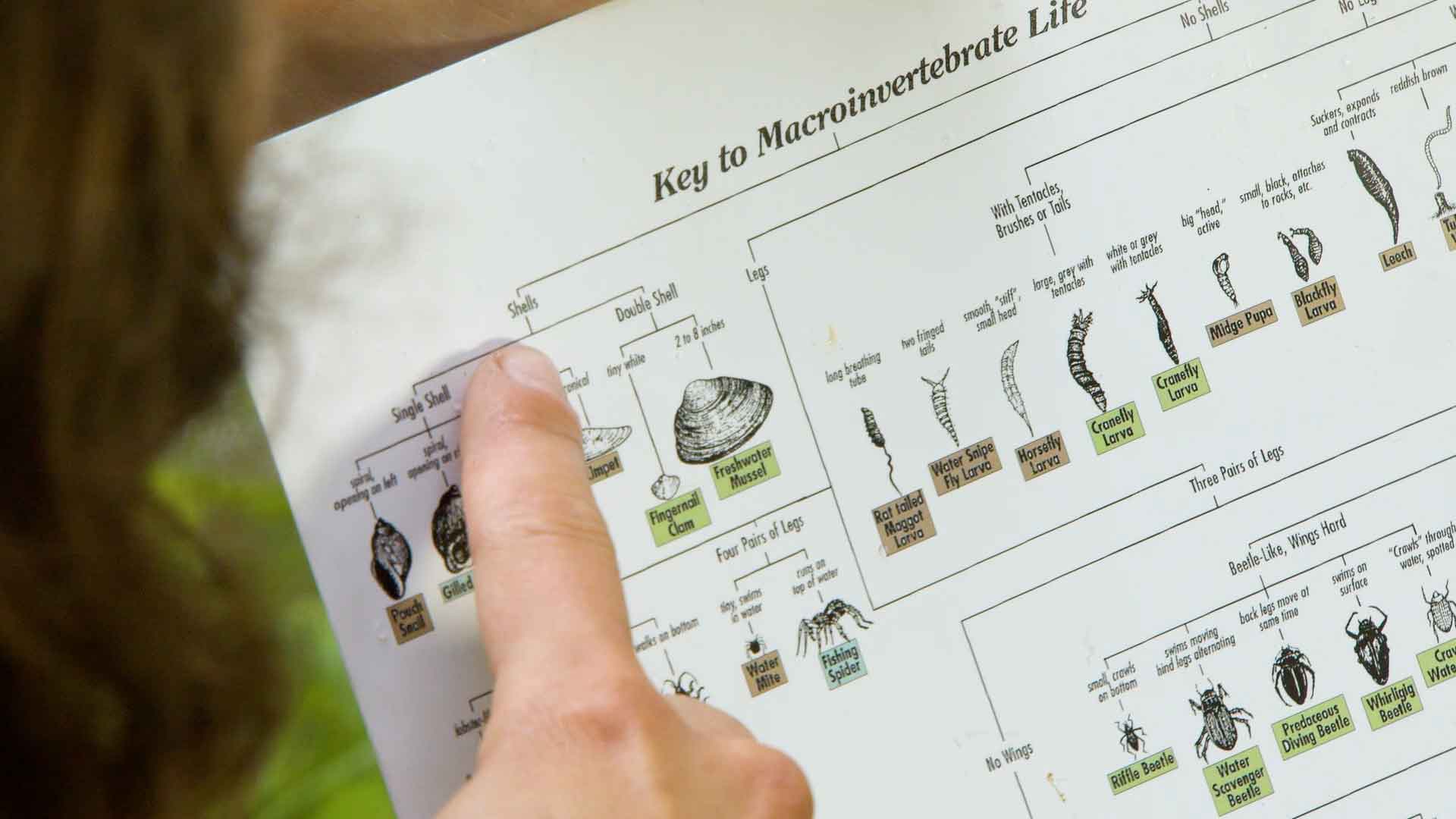 pointing to area on dichotomous key