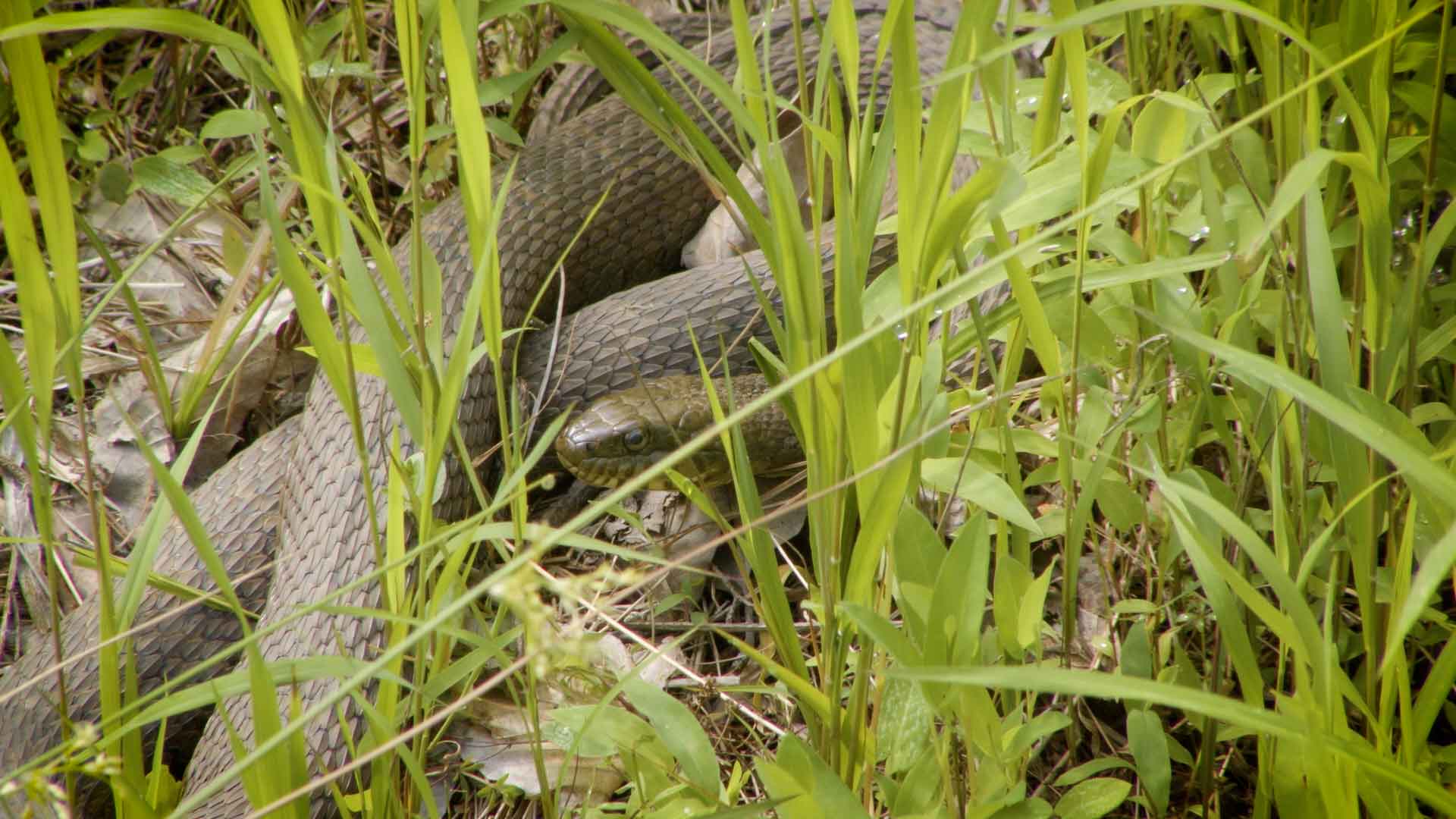 water snake laying in grass