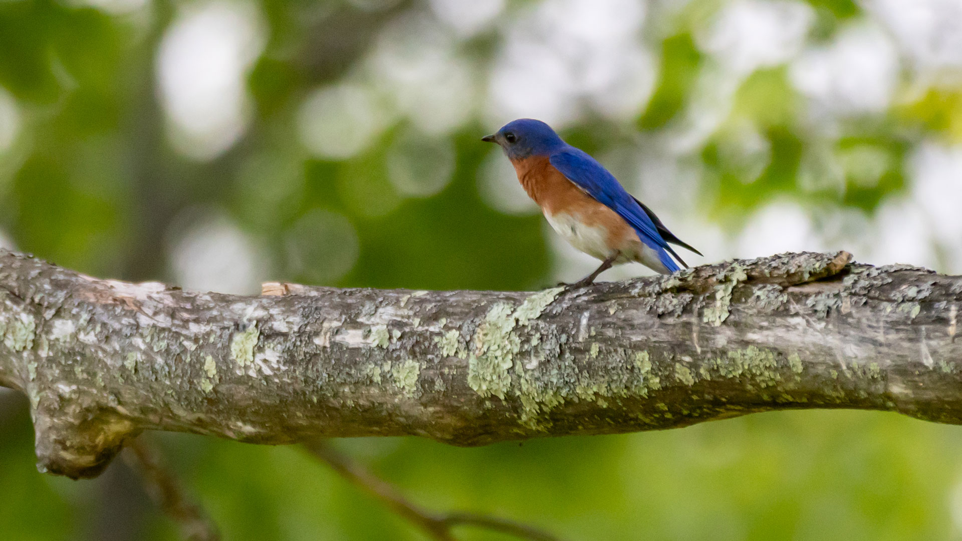 eastern blue bird on branch