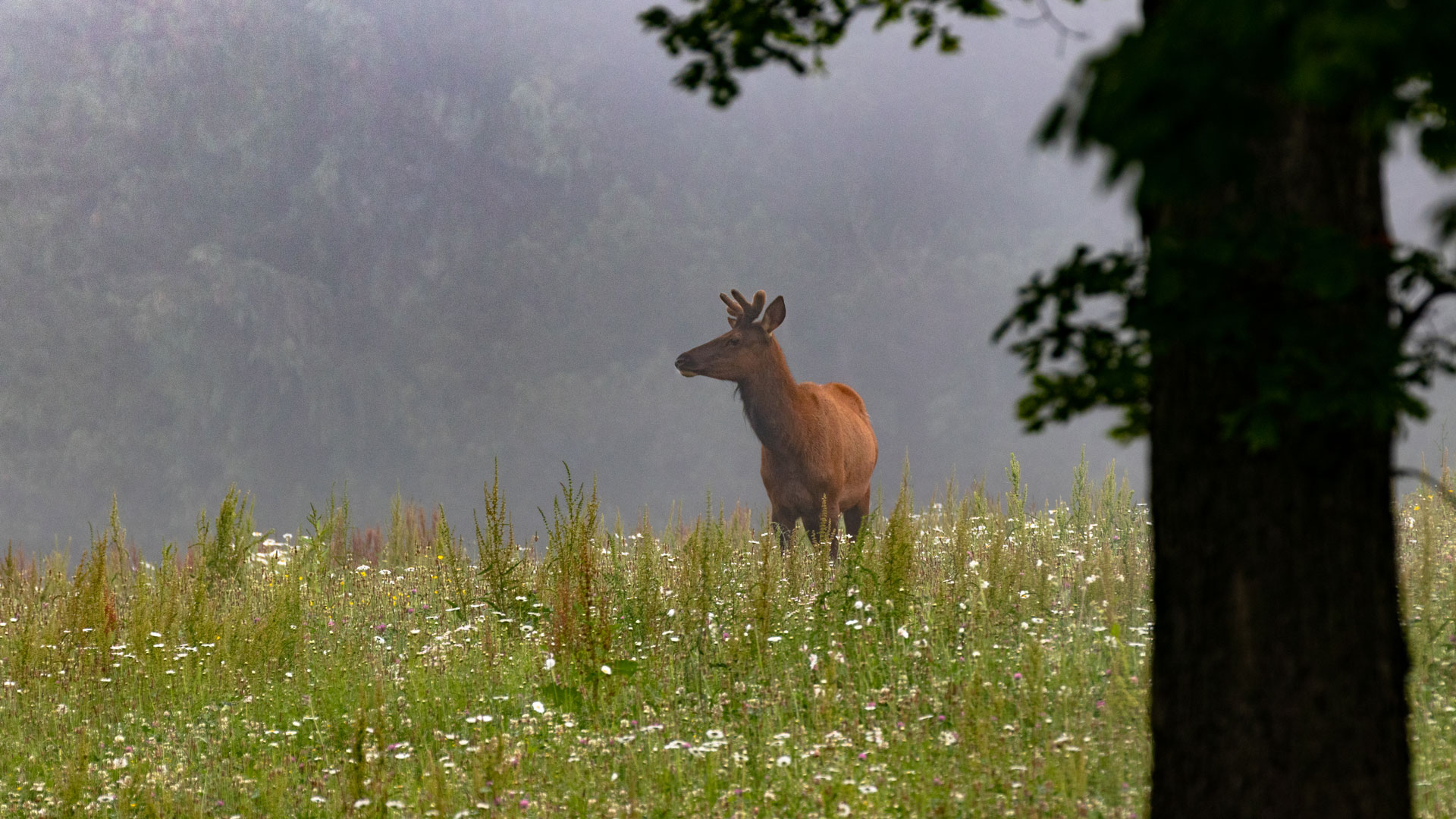 elk in a grassy field