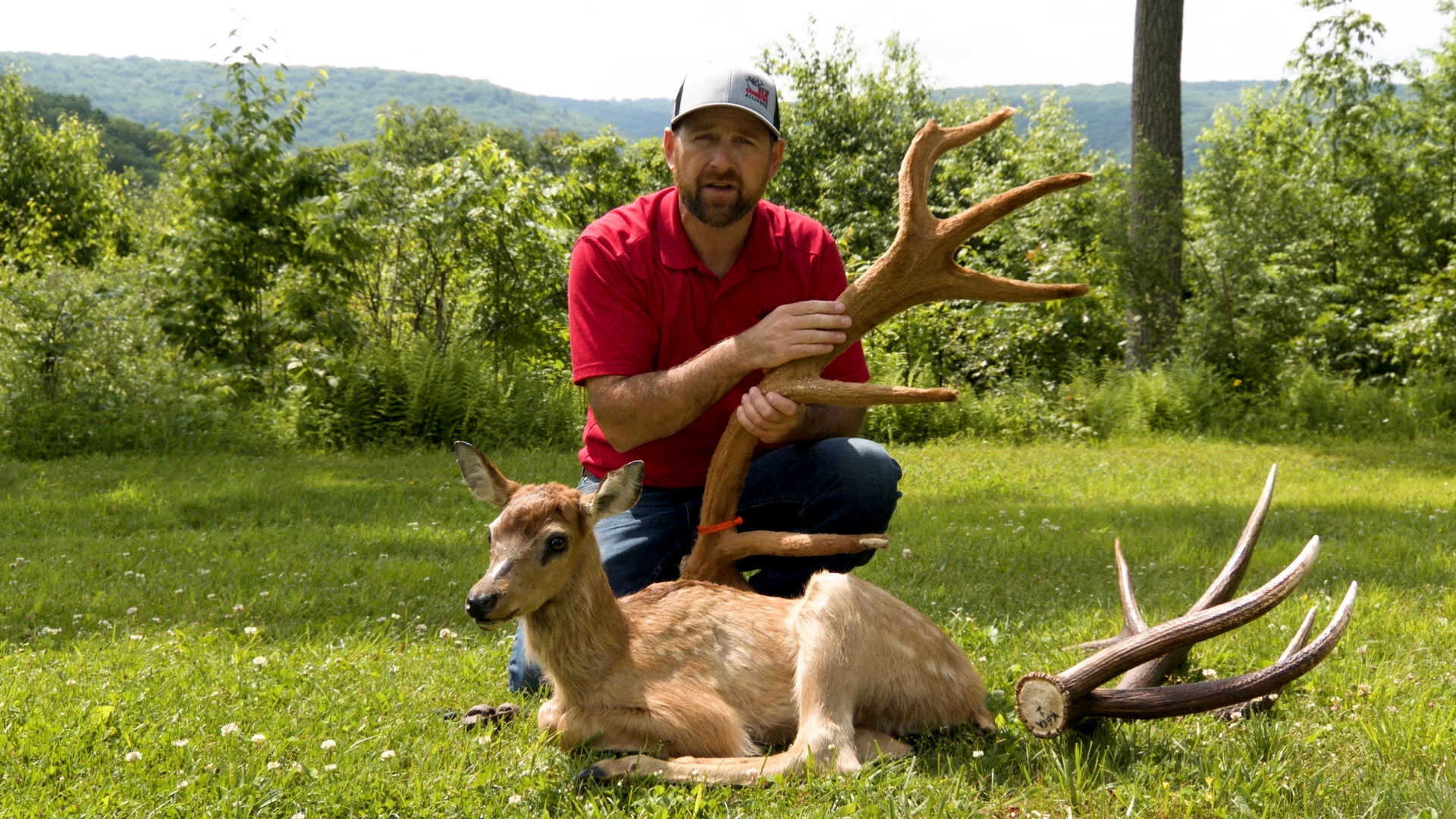 man comparing elk antler to deer antler