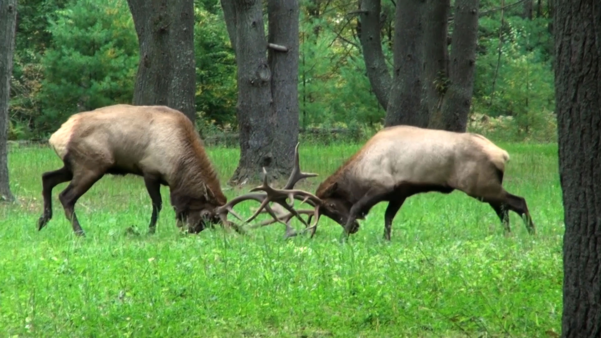 two elk bulls fighting