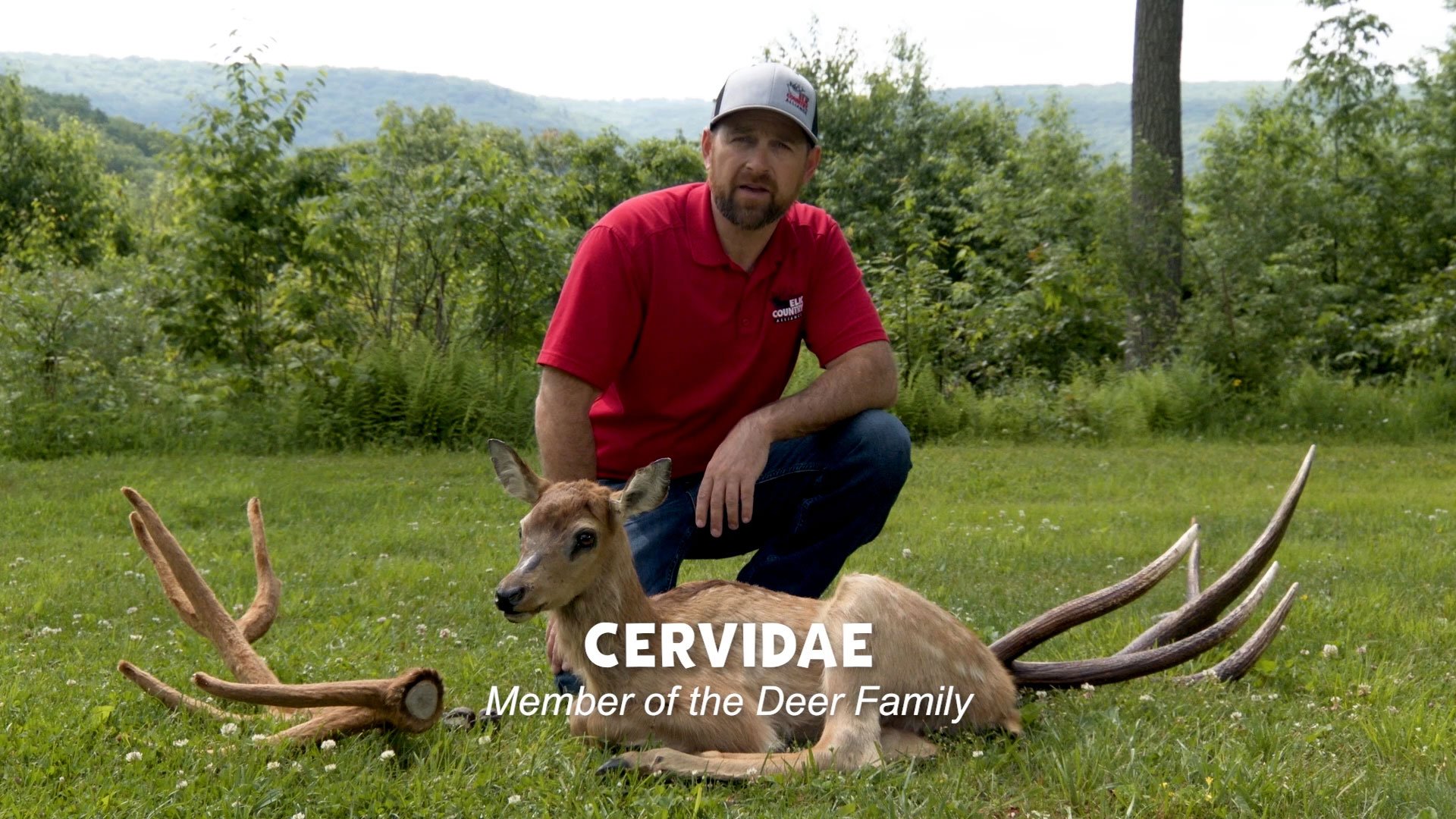 man kneeling behind deer