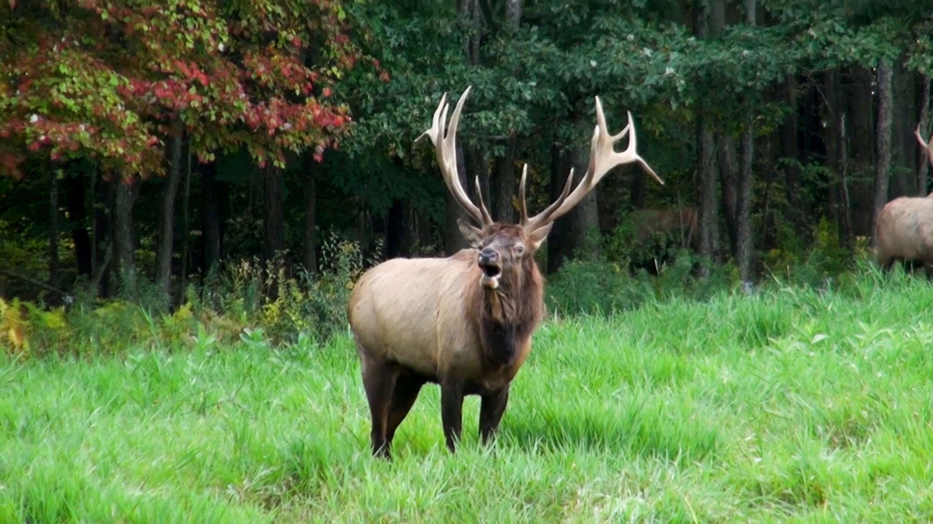 male elk