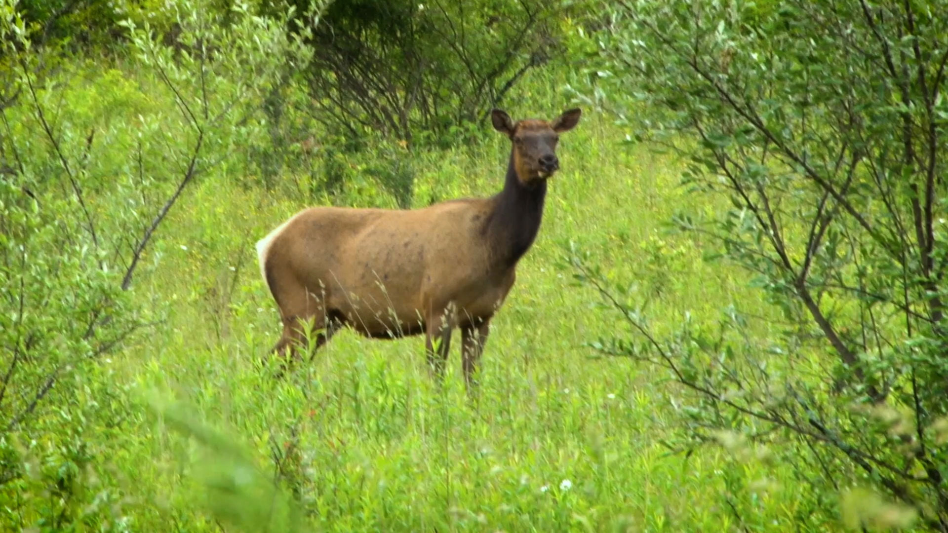 female elk