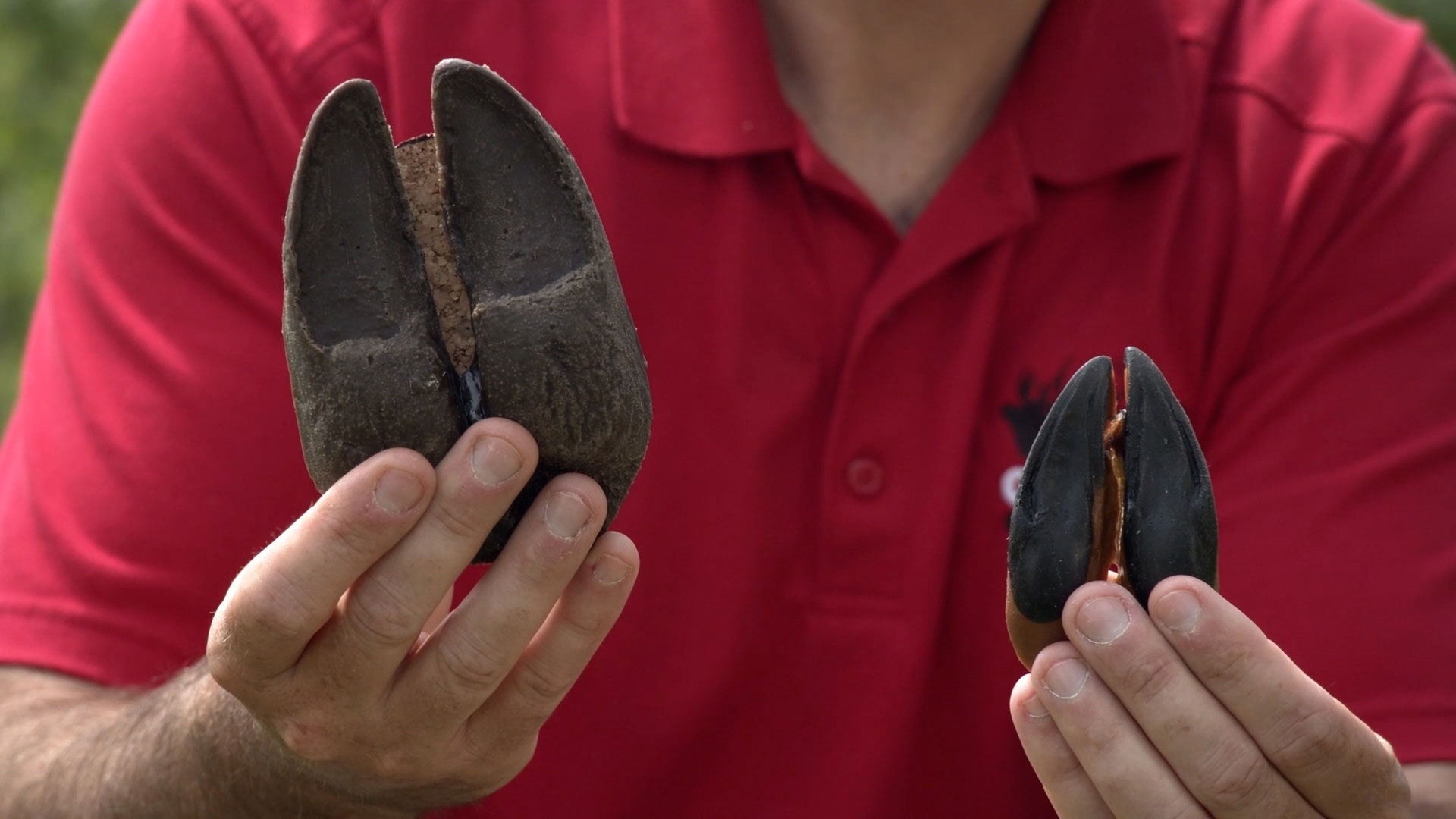 man displaying two different size deer hooves