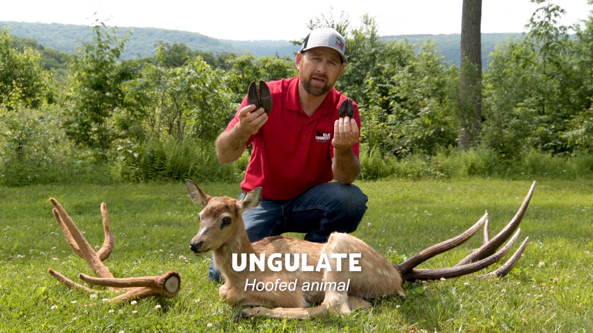 man displaying two different size deer hooves