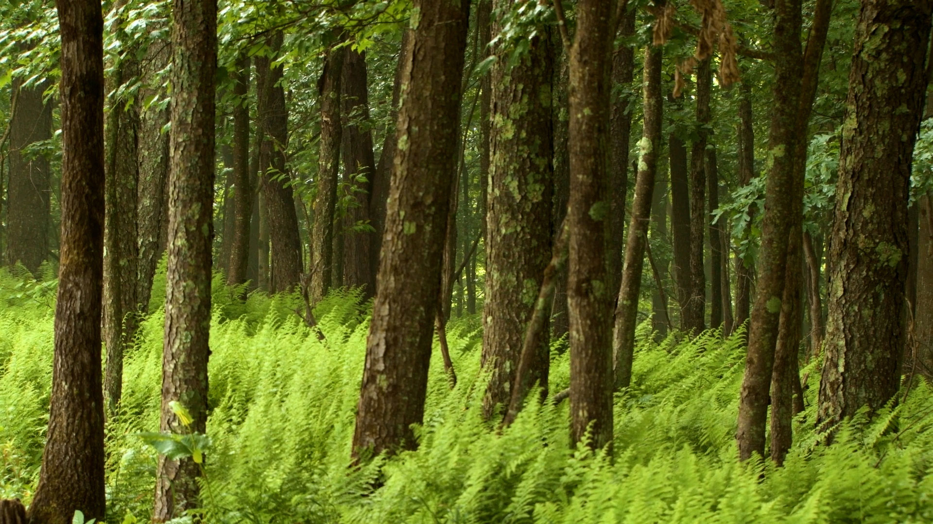 trees in a forest