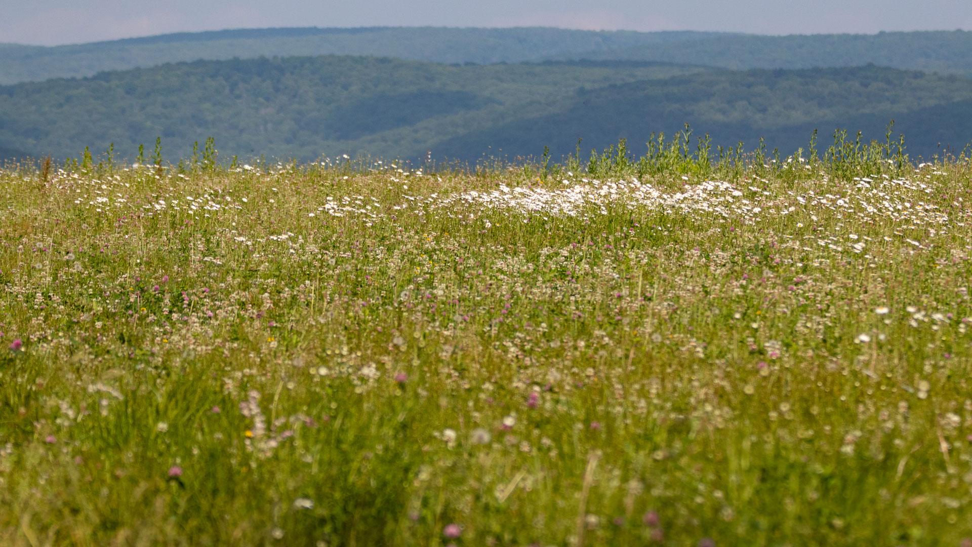 grassy meadow