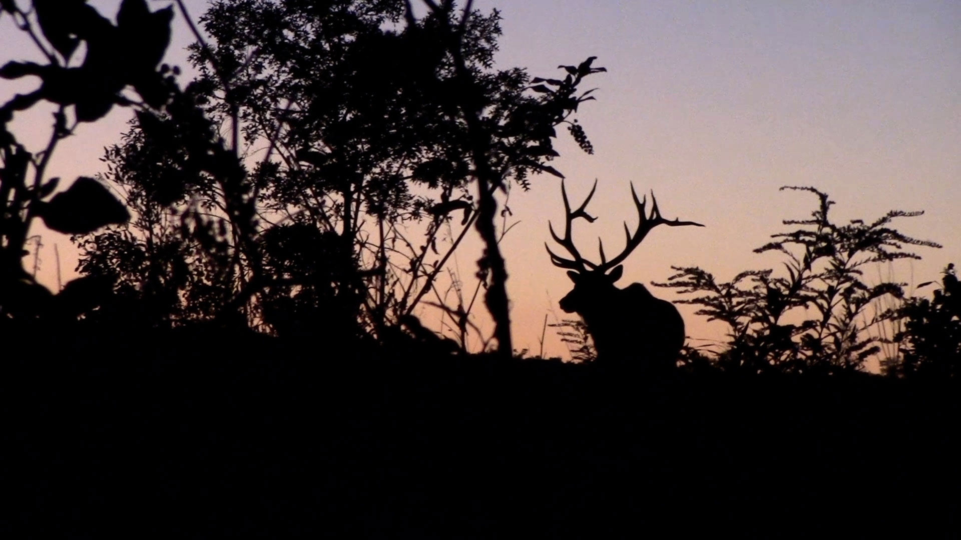 silhouette of male elk and trees