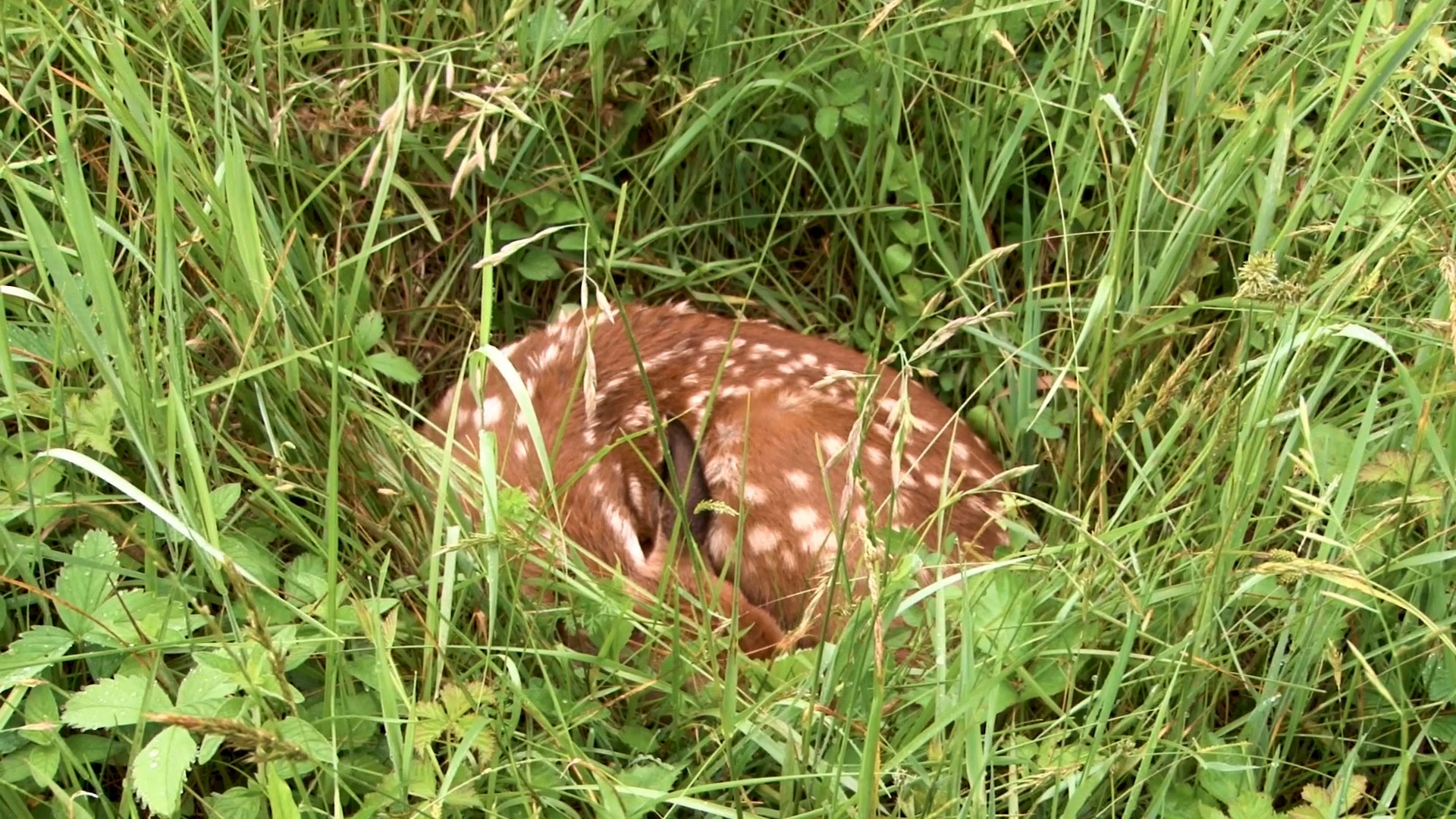 deer fawn sleeping in tall grass